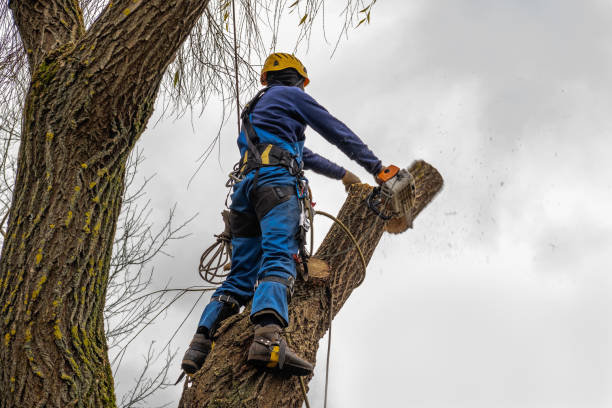 Best Utility Line Clearance  in Villa Park, CA