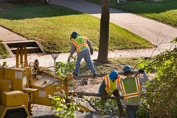 Best Tree and Shrub Care  in Villa Park, CA