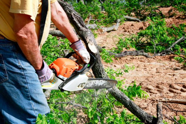 Best Commercial Tree Services  in Villa Park, CA